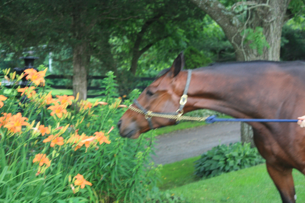 Blairwood Farms Horse smells the flowers