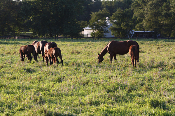 Blairwood Farms NJ Horse Boarding