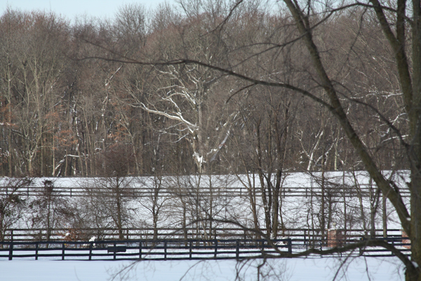 Snow at Blairwood Farms