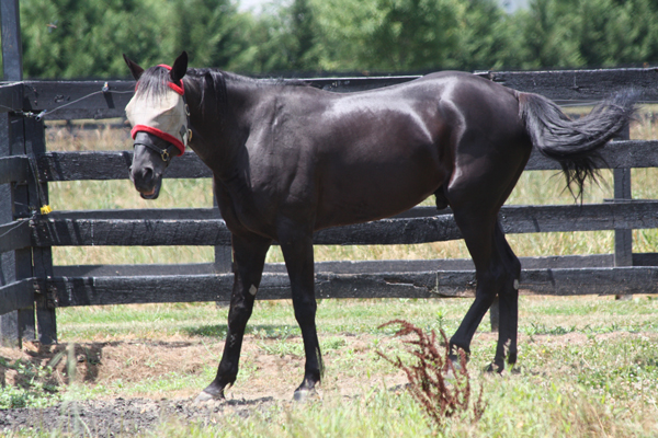 Blairwood Farms Horse