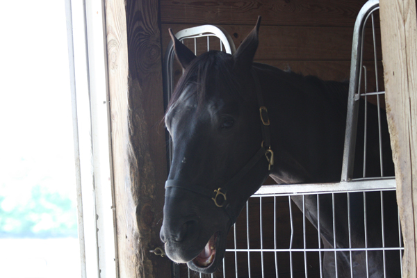 Horse says "Welcome to Blairwood Farms"