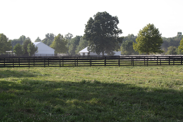 Beautiful day for the horses at Blairwood Farms