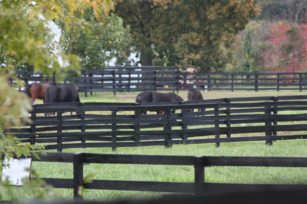 Horses at Blairwood Farms grazing on some food