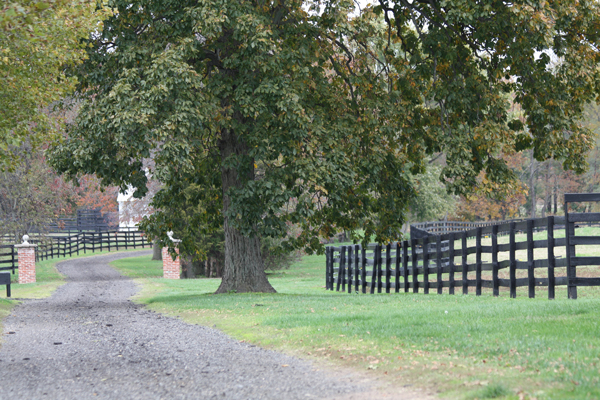 Grand tree at the entrance to Blairwood Farms roadway