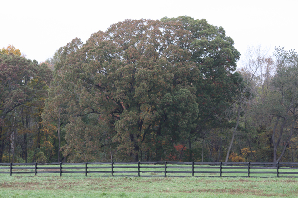 Getting ready for fall at Blairwood Farms