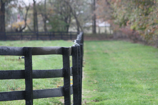 Black horse fencing at Blairwood Farms