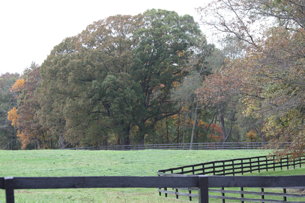 Green grassy field Blairwood Farms NJ