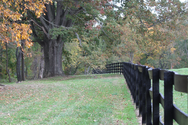 Beautiful tall tree by the fencing