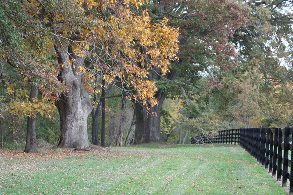 Fall colors mean fall is upon us!