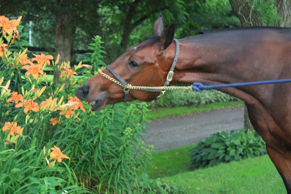 Blairwood Farms Horse smells all the flowers