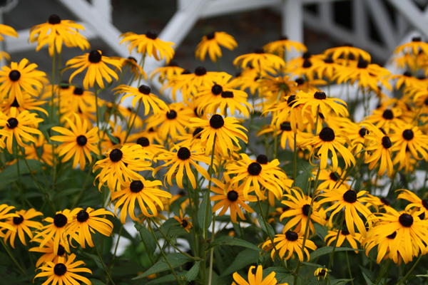 Blairwood Farms Yellow Flowers