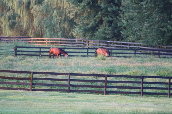 Blairwood Farms horses eating