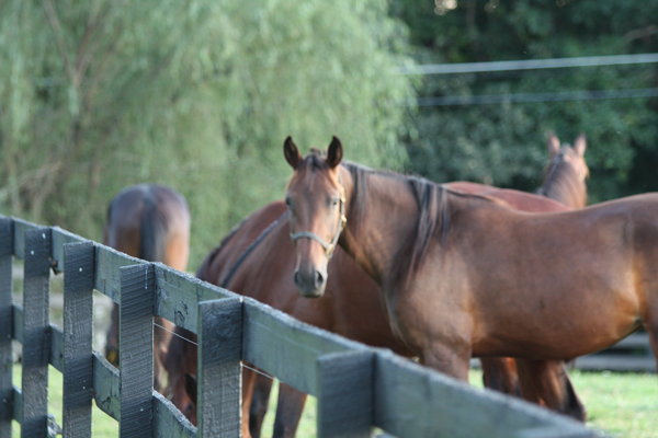 New Jersey Horse Farm