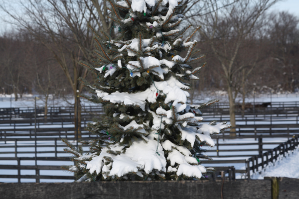 Blairwood Farms evergreen tree