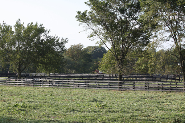 Summertime at Blairwood Farms