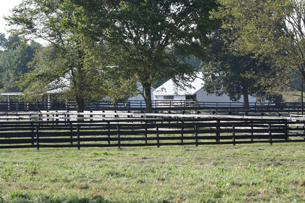 Summer days at Blairwood Farms