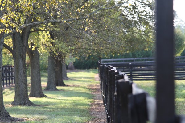 Blairwood Farms tree lined fences