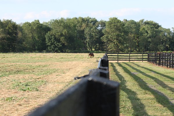 Horse grazes at Blairwood Farms