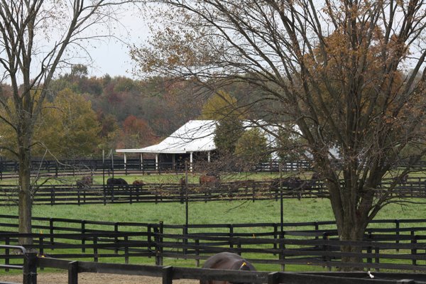 Grazing horses Blairwood Farms