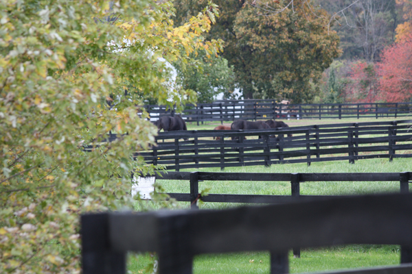 Its dinner time at Blairwood Farms