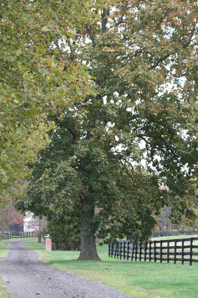 Grand tree at Blairwood Farms