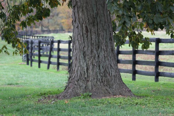 Tree at Blairwood Farms next to horse fencing