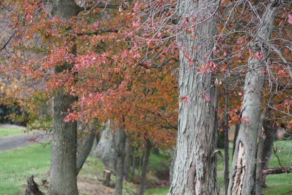 Red leaves at Blairwood Farms