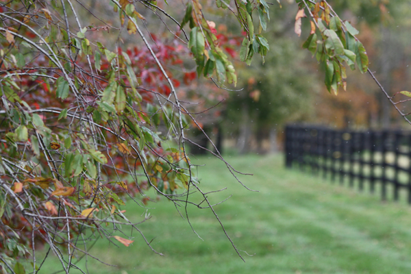 View of the fall leaves at the farm