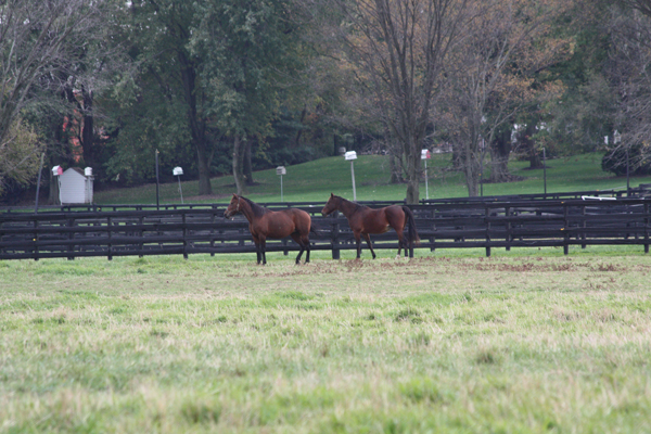 It's playtime at the farm