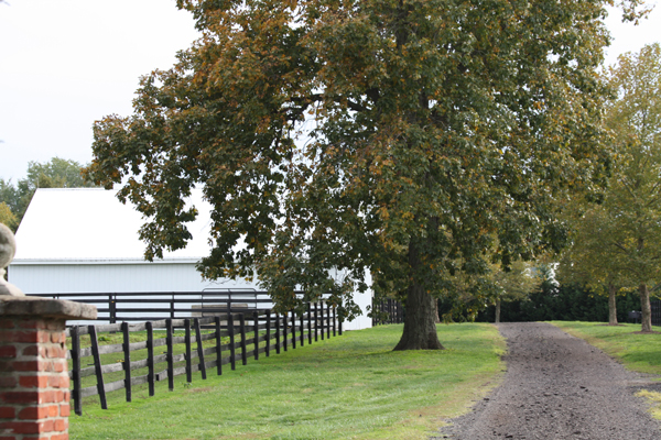 Tree sits by the road  on the path to the farm