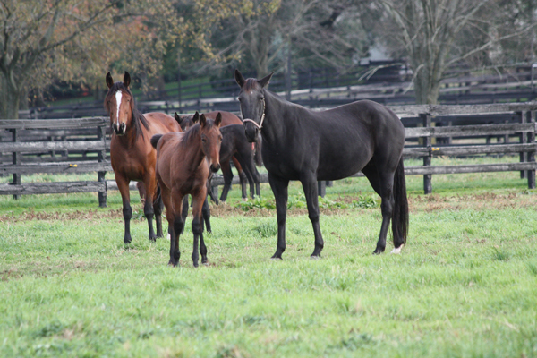 Foal and Mom horse at Blairwood Farms