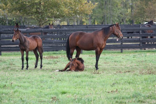 Mom and baby horses at Blairwood Farms