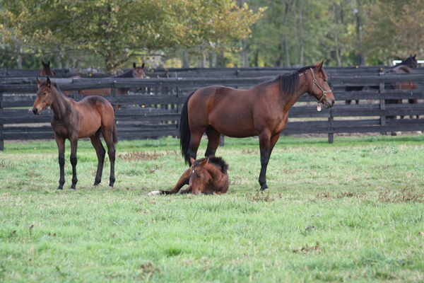 Mom and baby horses at Blairwood Farms